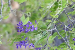 Bolusanthus speciosus